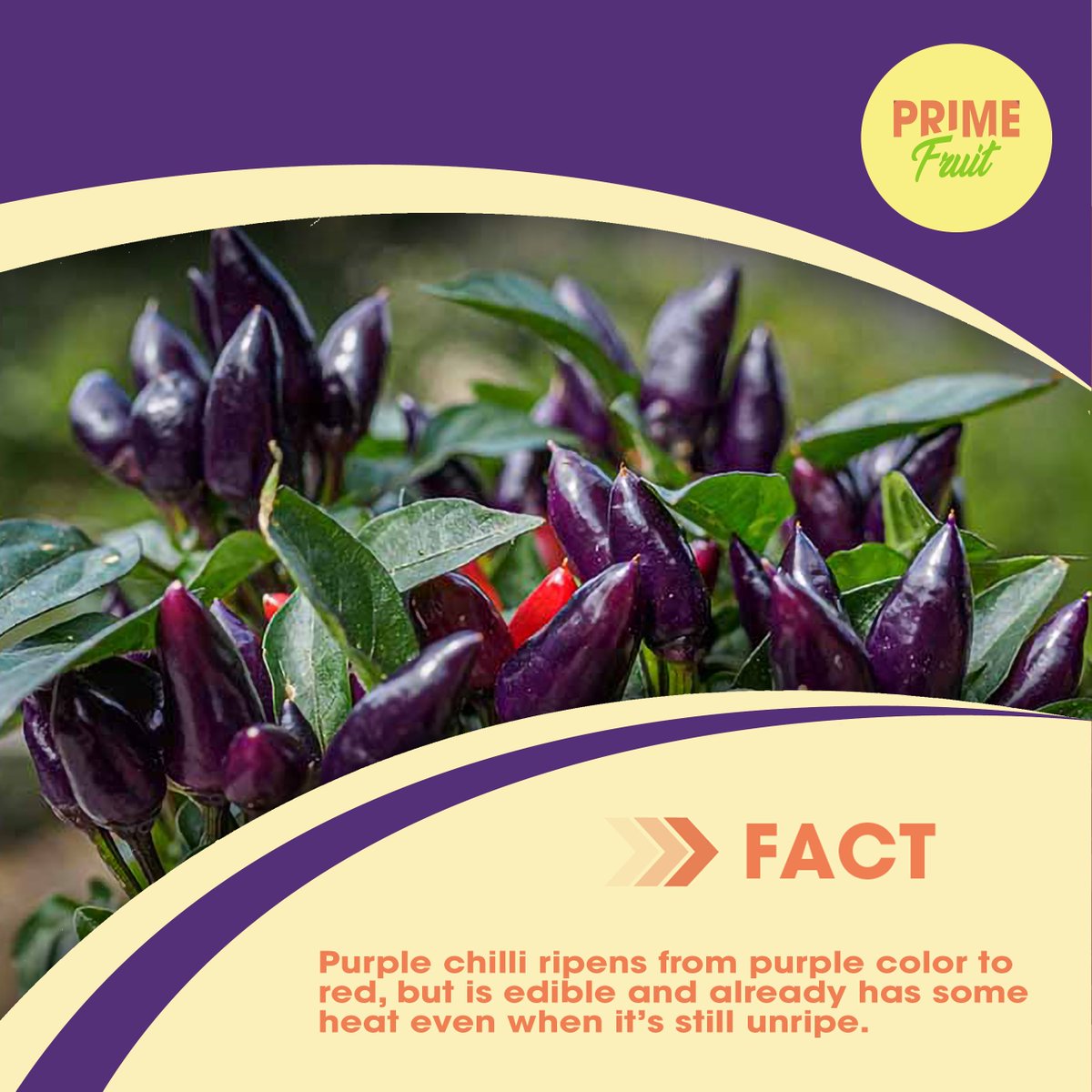 Did you know that chilies are rich sources of vitamin-C? 
They are also great sources of antioxidants like vitamin A, and flavonoids like beta carotene, alpha carotene, and many more. 🌶🌶

#dxblife #UAE
#mydubailife #dxblife🇦🇪 #DubaiLife #dxb 
#MyDubai
#purplechilli #chillifact