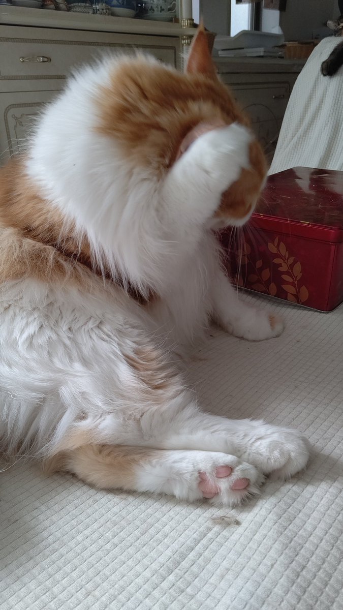 #ネコチャンカワイイ 