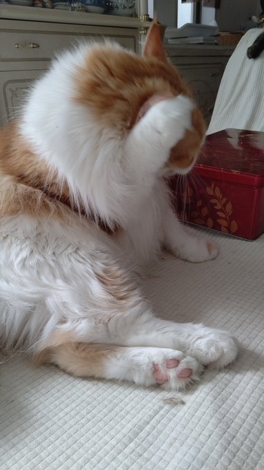 #ネコチャンカワイイ 