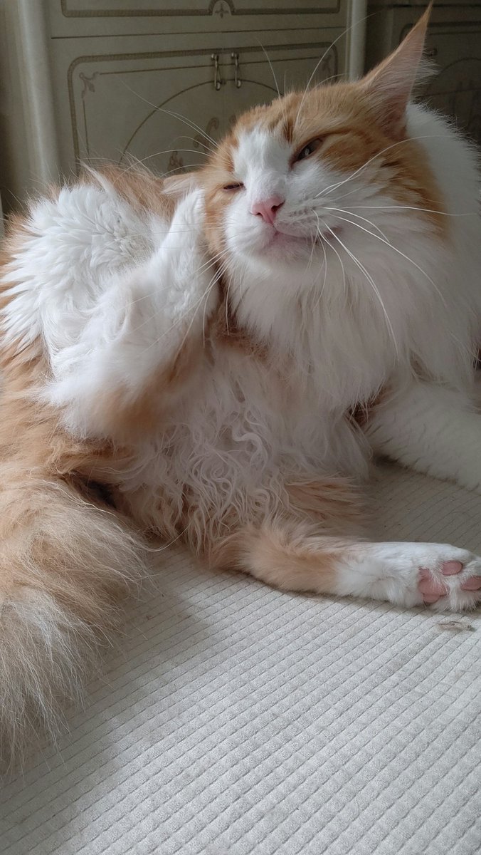 #ネコチャンカワイイ 