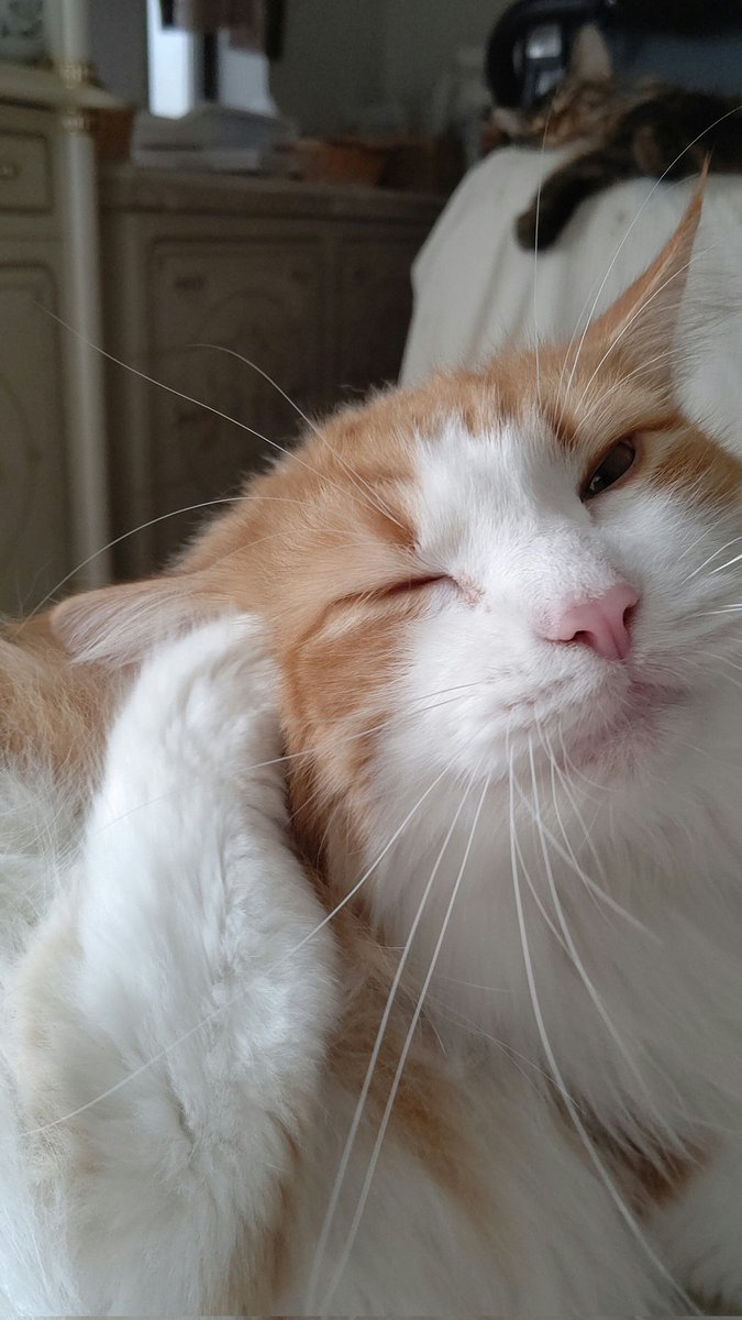 #ネコチャンカワイイ 