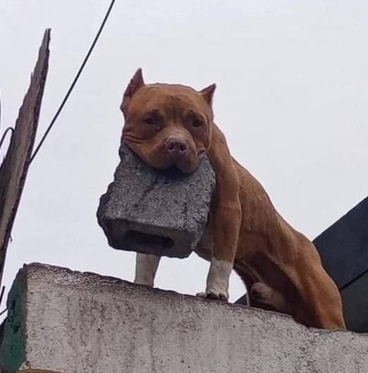 Включи не кусай. Кидает кирпич. Включи не кусай. Включи не кусай. Кусну.