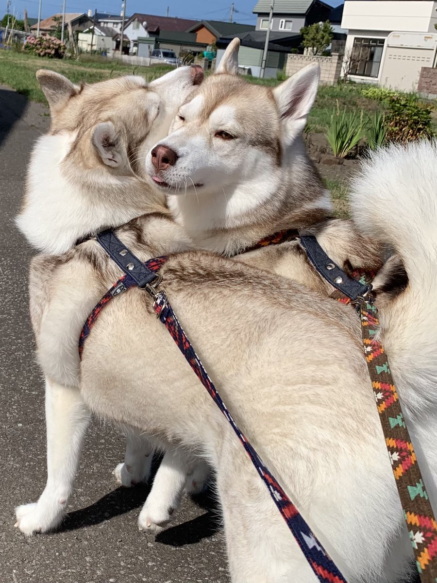 寧々と茶々 V Twitter 仲良し 多頭飼い 犬好き ワンコ ハスキー犬 いぬ かわいい 大型犬 癒し Husky 寧々と茶々 V Twitter 仲良し 多頭飼い 犬好き ワンコ ハスキー犬 いぬ かわいい 大型犬 癒し Husky