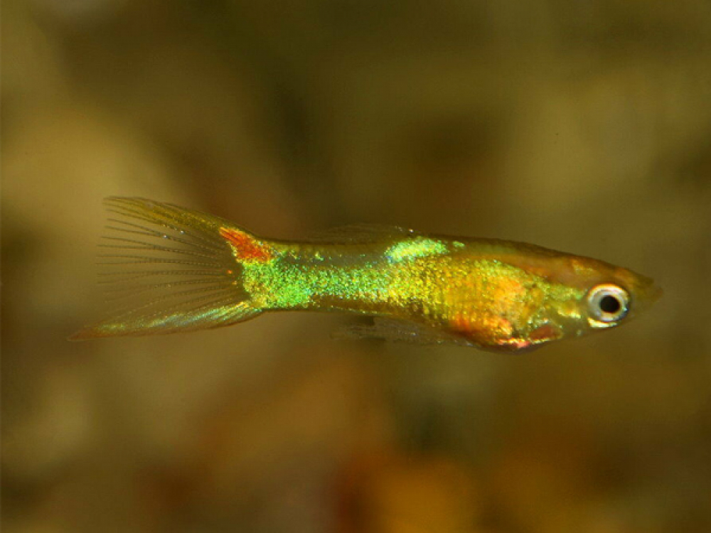 гуппи аквамарин. гуппи рыбки. жизнь гуппи. аквариумные рыбки губи. гуппи эндлера.
