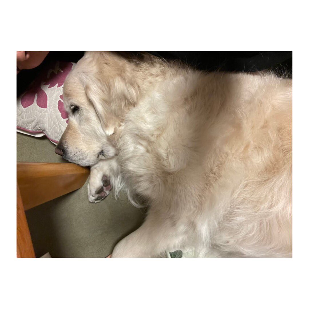 地犬 Twitter Search Twitter