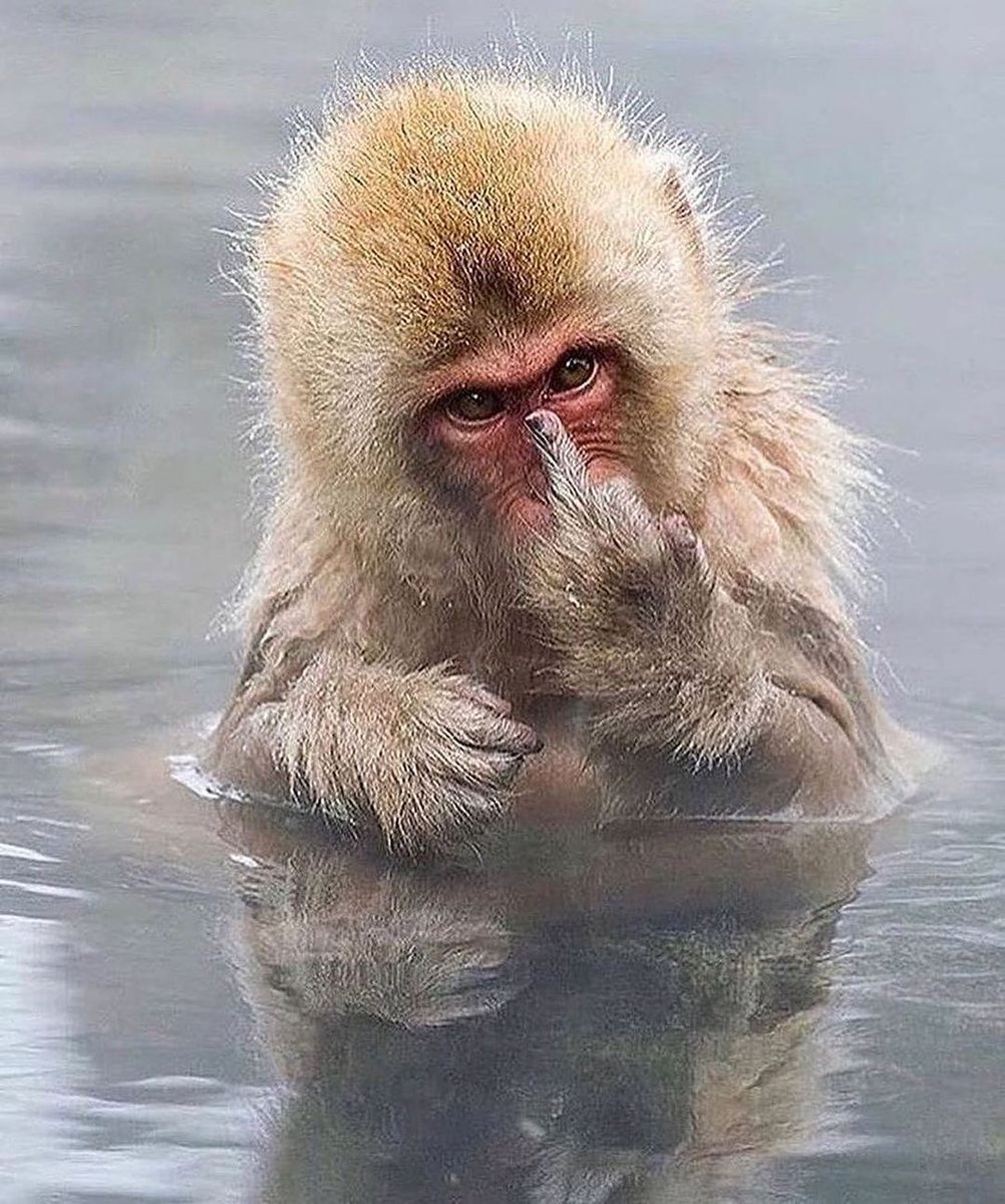 This Japanese Macaque Monkey is upset about photographer taking a picture of him bathing, take that middle finger Mr Cameraman🤣Featured photos by📸<a href="/JariPeltomaki/">JARI PELTOMÄKI</a> For more Follow👉<a href="/birddetective1/">bird detective</a>👈#birds #luv4wilds #bird #twitternaturecommunity #BirdTwitter #beauty #birdwatching