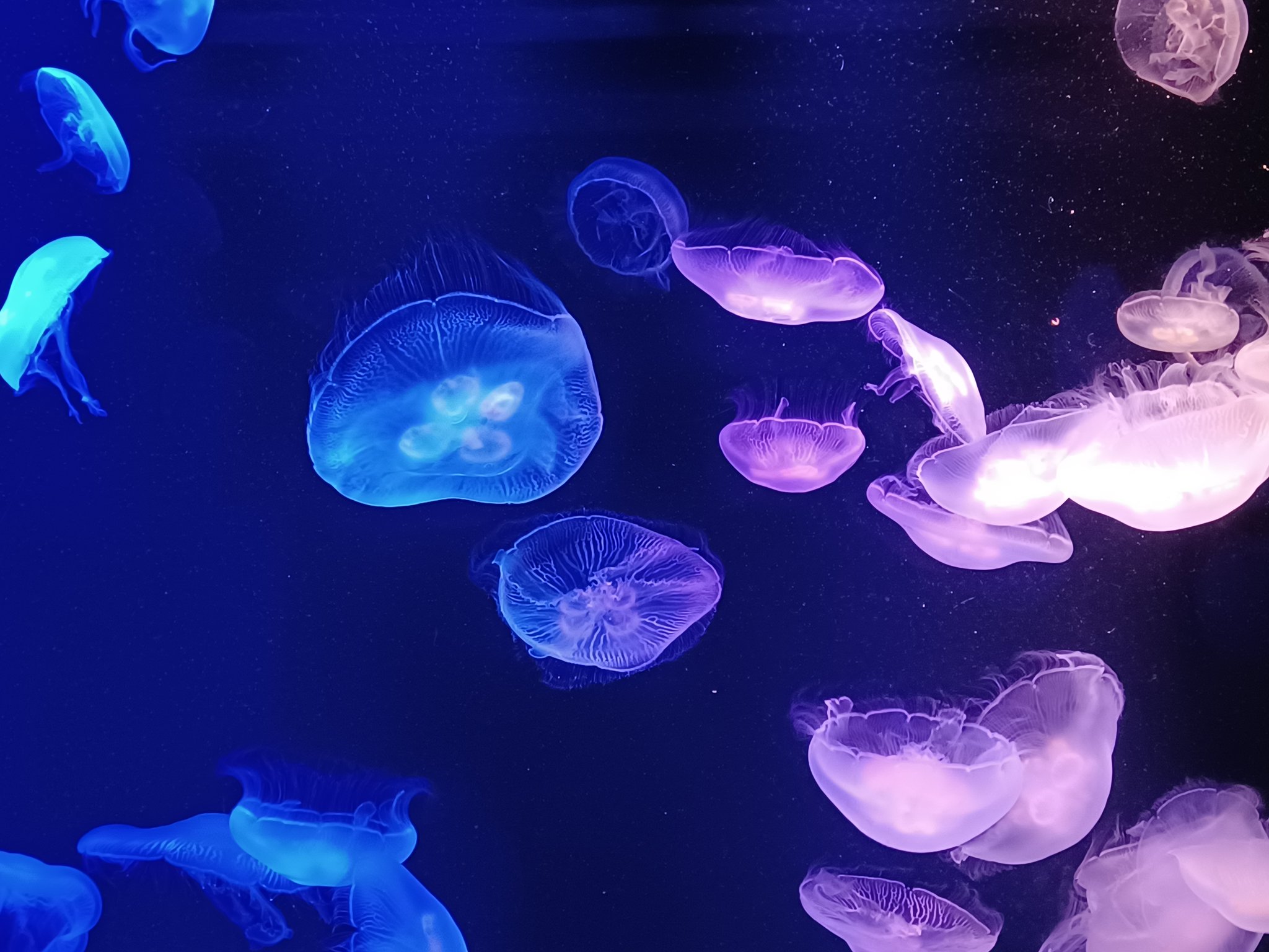 ドラマオタク クラゲがさ めっちゃ綺麗 やっぱ海月姫出てくる 海月姫 マリンワールド海の中道 T Co 9d4numdo0o Twitter