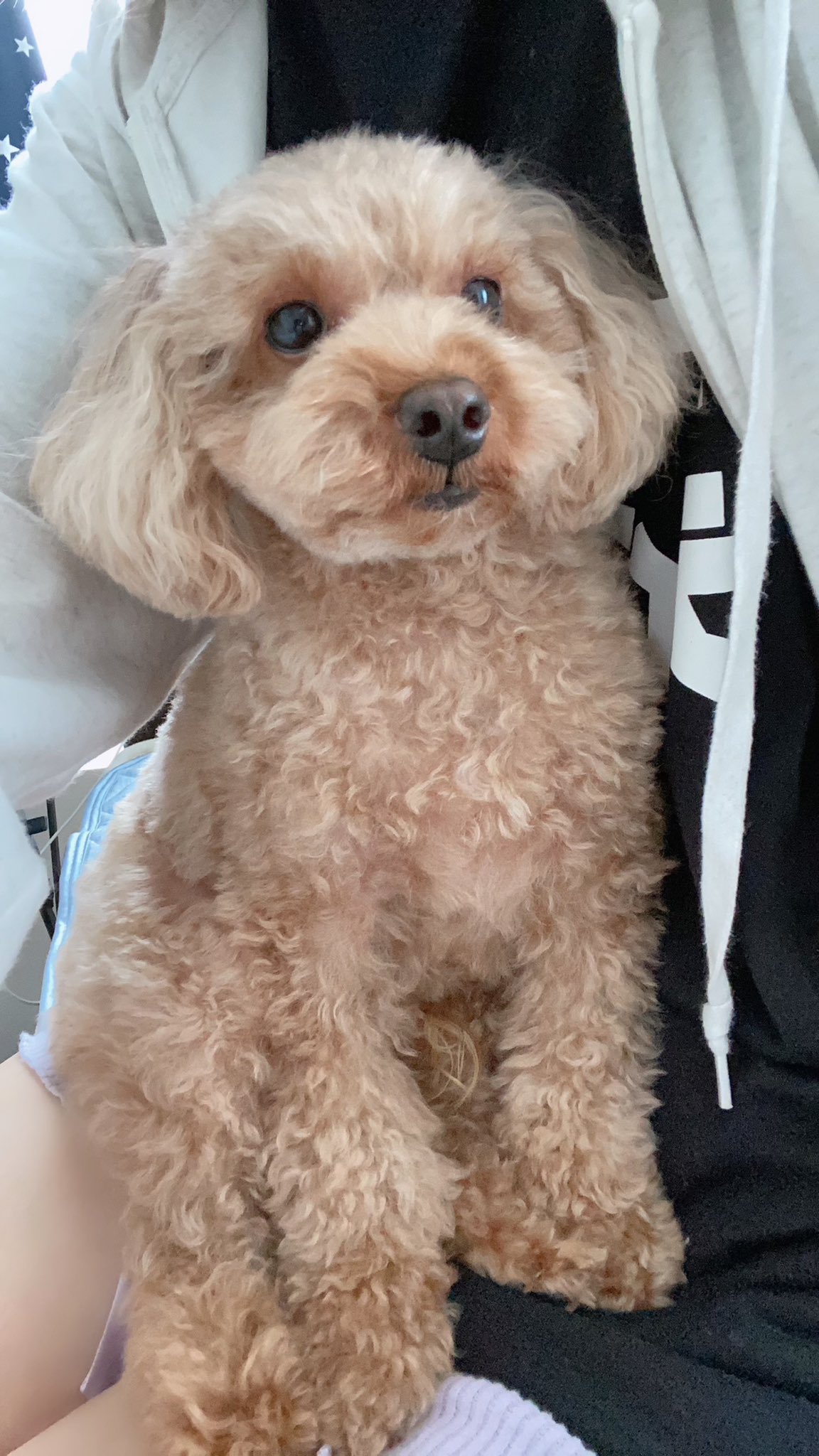 Misaco Youtubeつくった 点検で部屋に知らないおっちゃん入ってきて震え散らかす犬 T Co Dzkwdsdfhy Twitter