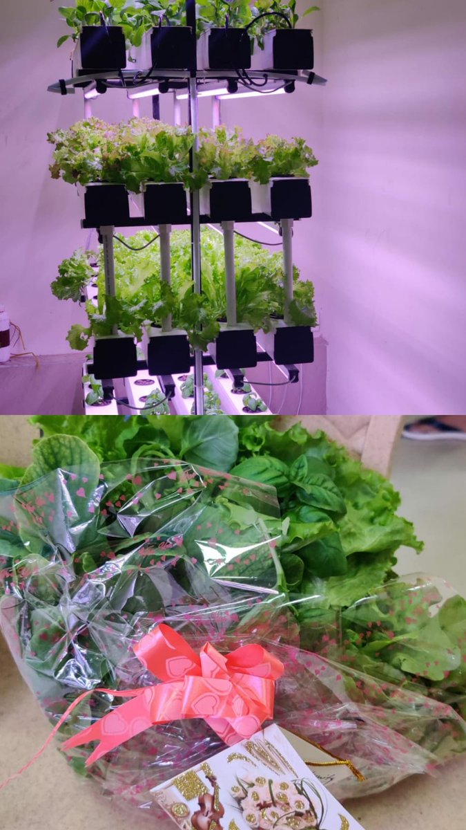 Heartwarming glimpses from the Hydroponic Farming initiative taken under the #BetiBachaoBetiPadhao campaign of <a href="/DMCentralDelhi/">DM Central District, Delhi</a> . Our empowered &amp; confident girls harvested the first cycle of #OrganicVegetables 
Thou you so, thou you reap, indeed😊 <a href="/AkritisagarIAS/">Akriti sagar</a> <a href="/imRavikantYadav/">Ravikant Yadav</a>