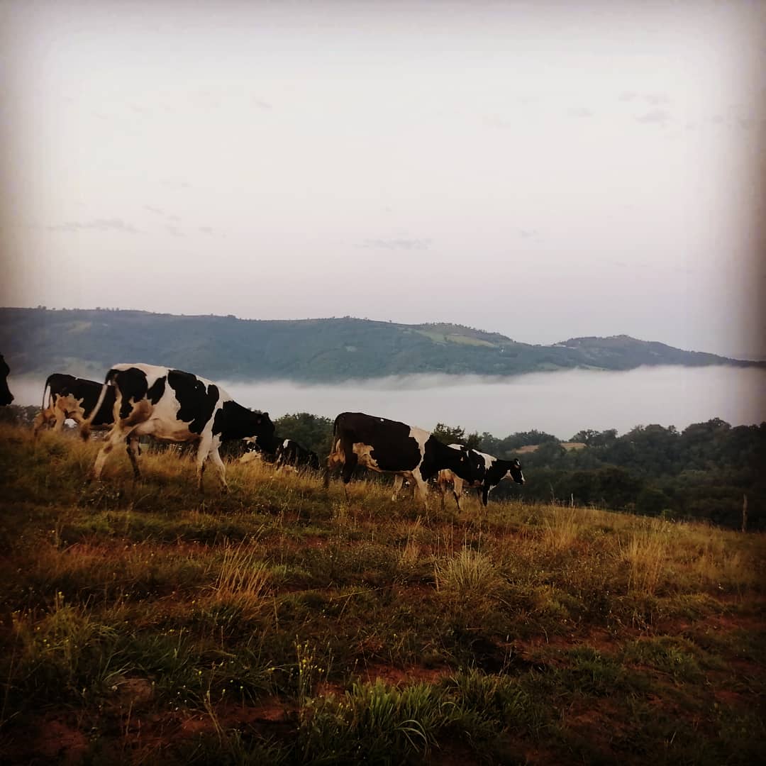 #journeemondialedelaphotographie
En fait c'est un peu tous les jours pour moi... J'adore prendre mes #vaches et les #paysages agricoles en #photo...