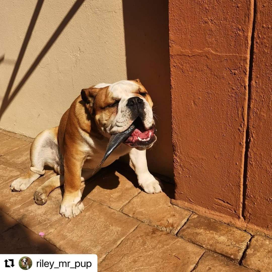 ChettyD's tweet image. Mom &amp;amp; Dad sure know what’s good for me.
Primal Raw’s Whole Carapau for a #snack.Yum Yum, available at
Primalrawjhbnorth.myshopify.com 
 #rawfoodfordogs  #rawnutritio #petnutrition #happyclient #dog #mealprep #healthylife #activepets #dogsofinstagram #organic #puppy #puppiesofinstagram