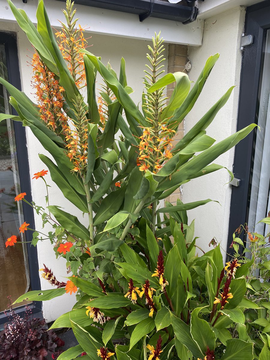AlanEDown's tweet photo. Hedychium Tara with Cautleya spicata and Tithonia muscling in on our patio now.
They’re following on from now faded lilies and Gloriosa vine.
Just love these #hotcolours in large pots.
#zingclub https://t.co/AXshi0XcPO