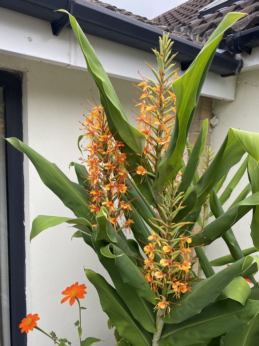 AlanEDown's tweet photo. Hedychium Tara with Cautleya spicata and Tithonia muscling in on our patio now.
They’re following on from now faded lilies and Gloriosa vine.
Just love these #hotcolours in large pots.
#zingclub https://t.co/AXshi0XcPO