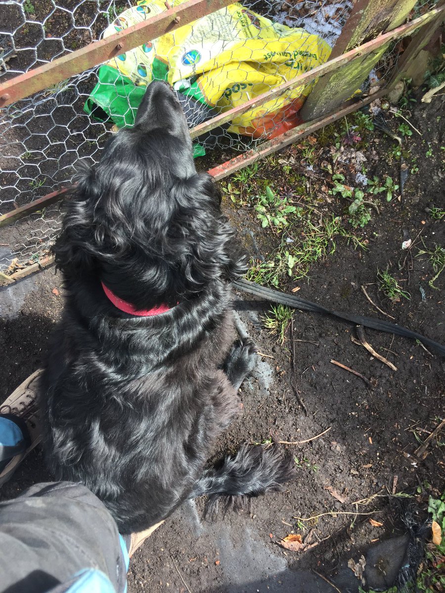 I wonder who will visit the greenhouse snack shack today, f L2R.
Tarka, Damson, Archie, Ollie, Sooty, Bracken, Jake, Jessie and Dexter.😊 
Hope you all have as good a day as these guys always have. For some reason Ollie always sits in my feet when you stroke him😂
#allotmentdogs