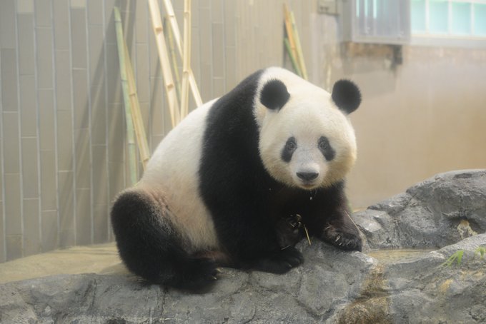 パンダのシャンシャン アクリル板を破壊も異常なし 上野動物園 ご心配をおかけしたことをお詫びいたします ライブドアニュース