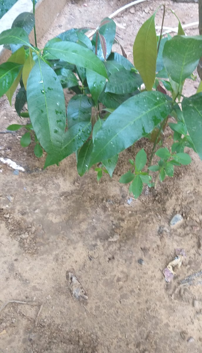 amandchawla's tweet photo. #Saplings from #kitchen #waste
#आम #जामुन
Please DM if anyone need
#SAREhomes #Sector92 #Gurugram
#Composting
Don't waste your kitchen waste
#SaveNature
@cleanAirBharat @ZeroPlasticClub @SaveAravali @PeepalBabaGMT @MCManesar https://t.co/OQljUQL0s8