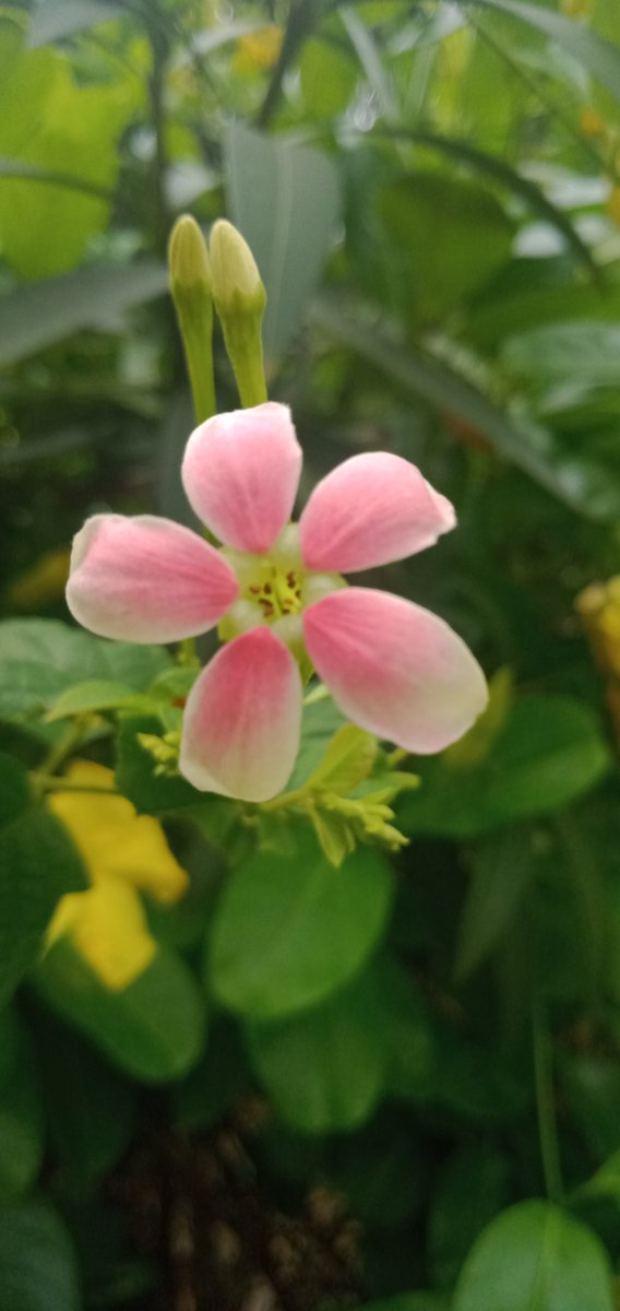 ScientistBoo's tweet photo. #WorldPhotographyDay2021
#ScientistBoo https://t.co/XdMk3F9oKs