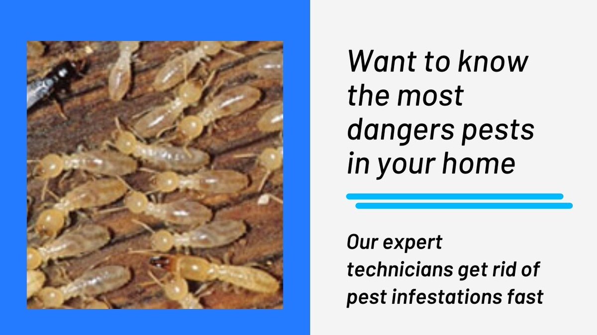 fastpestcontrol's tweet photo. @fastpestcontrol is a top-rated, family-owned, pest control company that eliminates ants, #spiders, termites, and other #pests from homes and businesses in #Brisbane. Our professional specialists eliminate #pestinfestations quickly.

Read More- https://t.co/JfUVyGQLqi https://t.co/zCq14NhSow