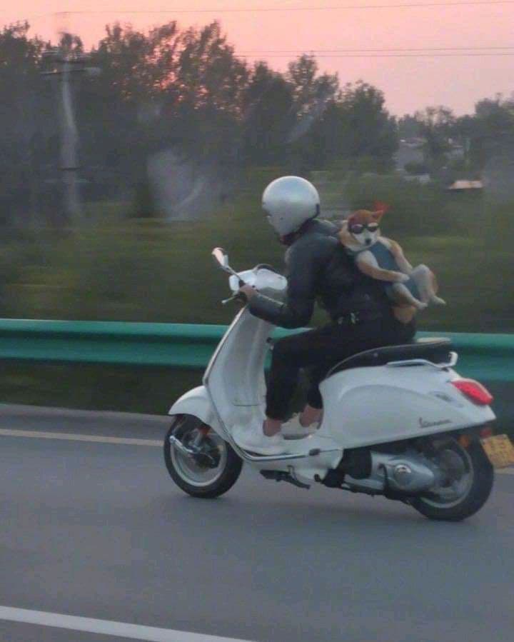 ALPHADOGE PRESALE STARTED 🥳

Passive Income In BNB 🤑
Charity Donations ✨
Community Oriented 👍
Super Cute 🐕

😇 - JOIN US ON TELEGRAM - t.me/alphadogeclub

🌐 - WEBSITE - alphadoge.club

🤑 PRESALE LINK - dxsale.app/app/v2_9/defip…