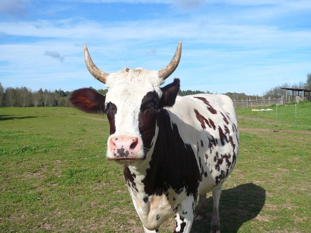 Got milk? Heheheh

#Cows #CowboysNation #CowOfTheDay
