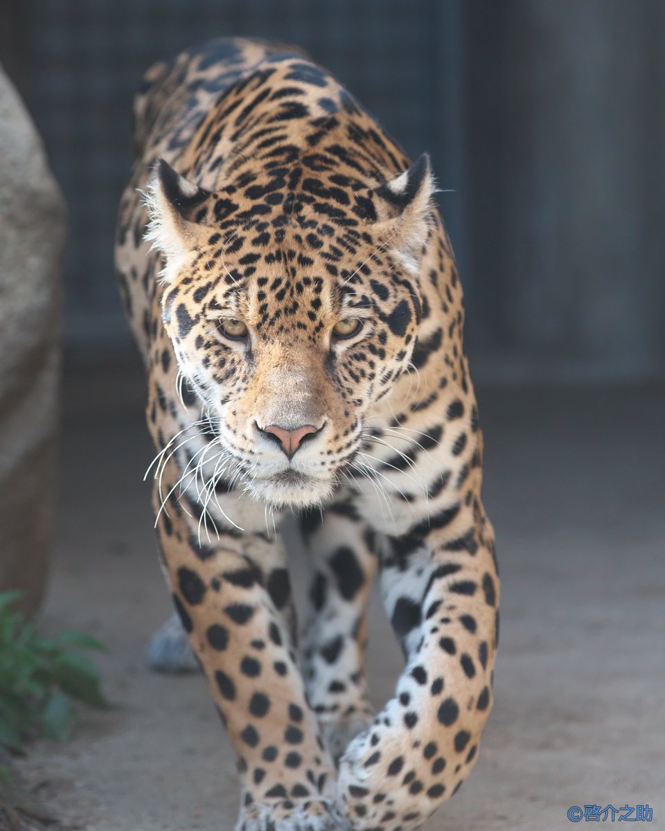 啓介之助 忌み嫌われた通り名 改めてジャガーのネリアとアトス 赤ちゃん誕生本当におめでとう 王子動物園 ジャガー ネリア アトス ネリア アトス 21 03