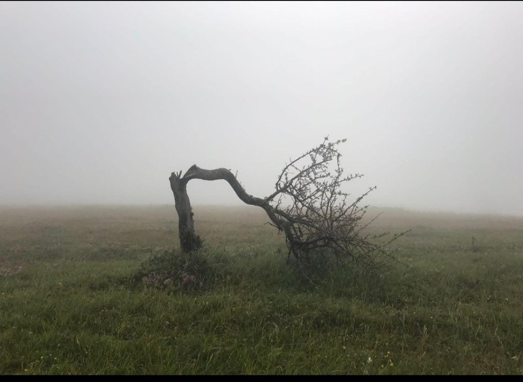 nrmsaracoglu's tweet photo. Dalı kırık sanarlar oysa;
Büsbütündür kırgınlıklarım https://t.co/fwKjnPvMk8
