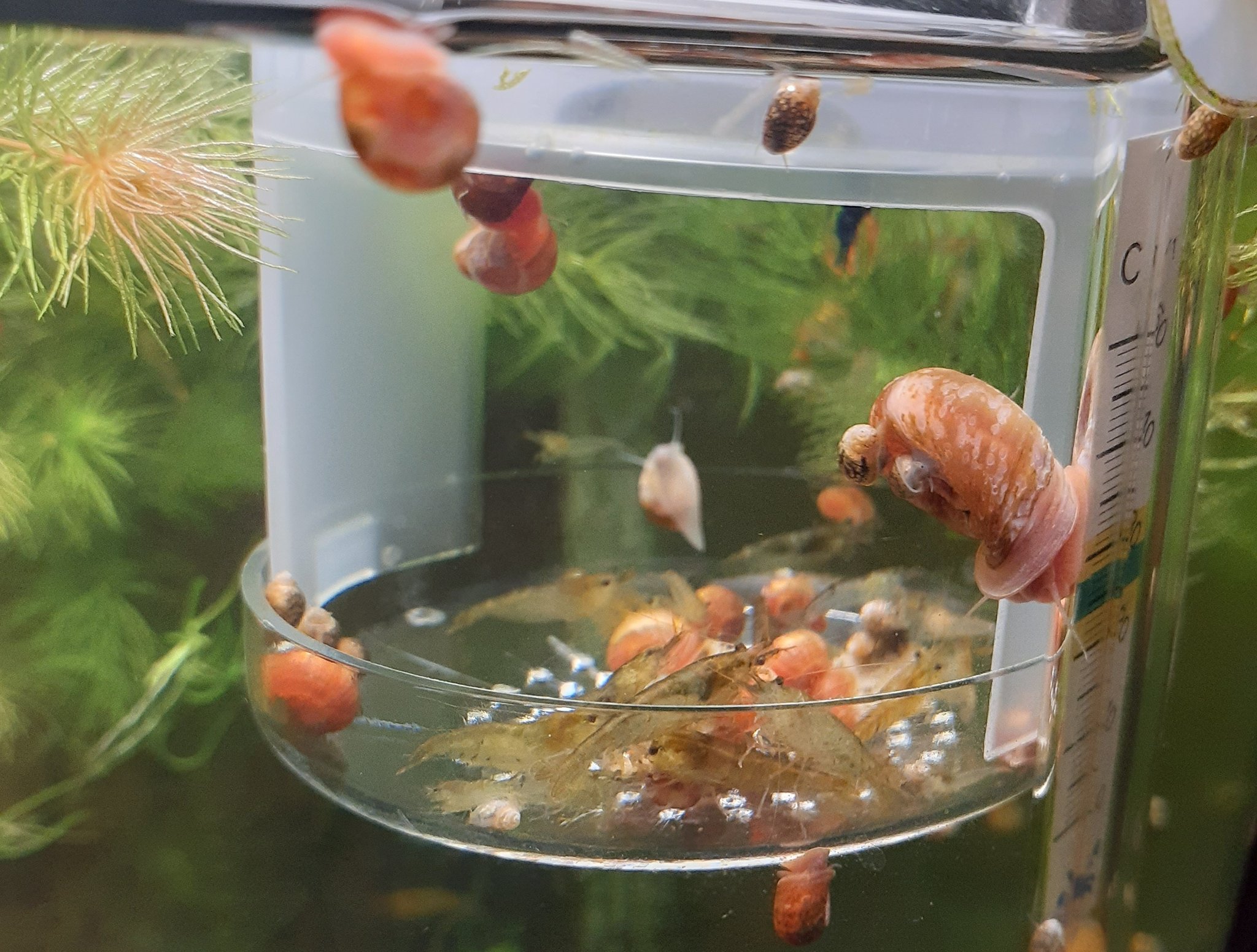 ちょっちょ ダイソーに売ってるこれめっちゃオススメ 特にミナミヌマエビ飼ってる人 沈下性の餌でも底に沈まないから底砂と餌が混ざることがないし 餌が余ったら取り出せるし 何しろここに餌入れたらエビが入ってくるのが可愛い 貝も寄ってくるけど