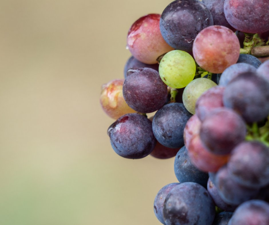 Ch_deFerrand's tweet photo. Our #CabernetsFrancs have almost finished their veraison! A little bit more of patience (and sunlight!) before #harvesttime arrives at the end of September…☀️🍇 #chateaudeferrand #grandcruclasse #vintage2021 https://t.co/w8vDOW6CLP