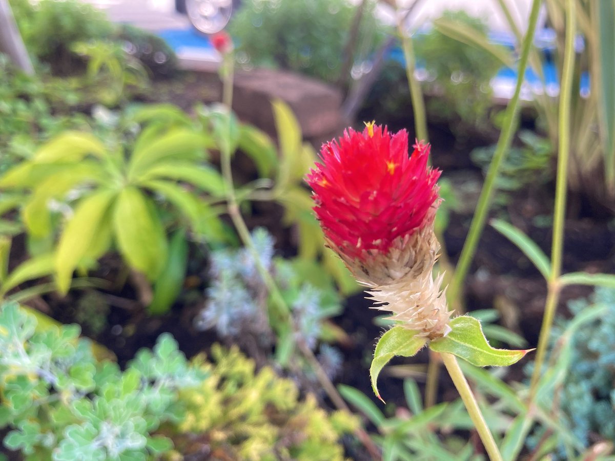 夏目はるか 今日のお花は 千日紅 ストロベリーフィールド です 名前の由来は群生している姿がいちご畑みたいだかららしいです 花言葉 不朽 変わらない愛情を永遠に 永遠の恋 今日のお花 写真で伝えたい私の世界 写真 植物 夏目はるか 今日のお花は 千日紅 ストロベリーフィールド です 名前の由来は群生している姿がいちご畑みたいだかららしいです 花言葉 不朽 変わらない愛情を永遠に 永遠の恋 今日のお花 写真で伝えたい私の世界 写真 植物