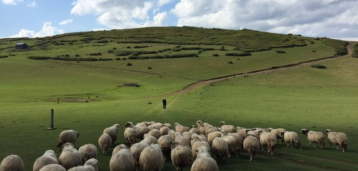 Livestock farmers and vets: views wanted on the use of on-farm anti-microbials 

farmbusiness.co.uk/research/lives…

#SQPs #animalhealth