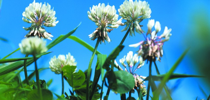 Clover surge after nitrogen soars 

farmbusiness.co.uk/grassland/clov…

#nitrogen #clover