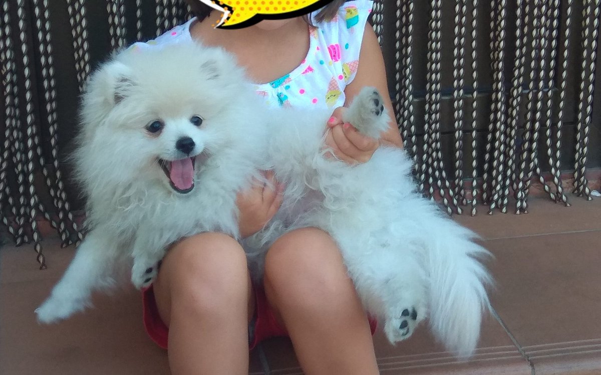 BurguenSerna's tweet photo. Se busca perro sustraído ayer miércoles 18 de agosto por la zona del Barrio España (Serranía de Ronda) de Valladolid. Tiene un chip y es de unos niños; por favor si alguien lo tiene, que lo devuelva.
Está avisada la policía y también las protectoras.
Twittear haz magia https://t.co/W9bJRxlBFB