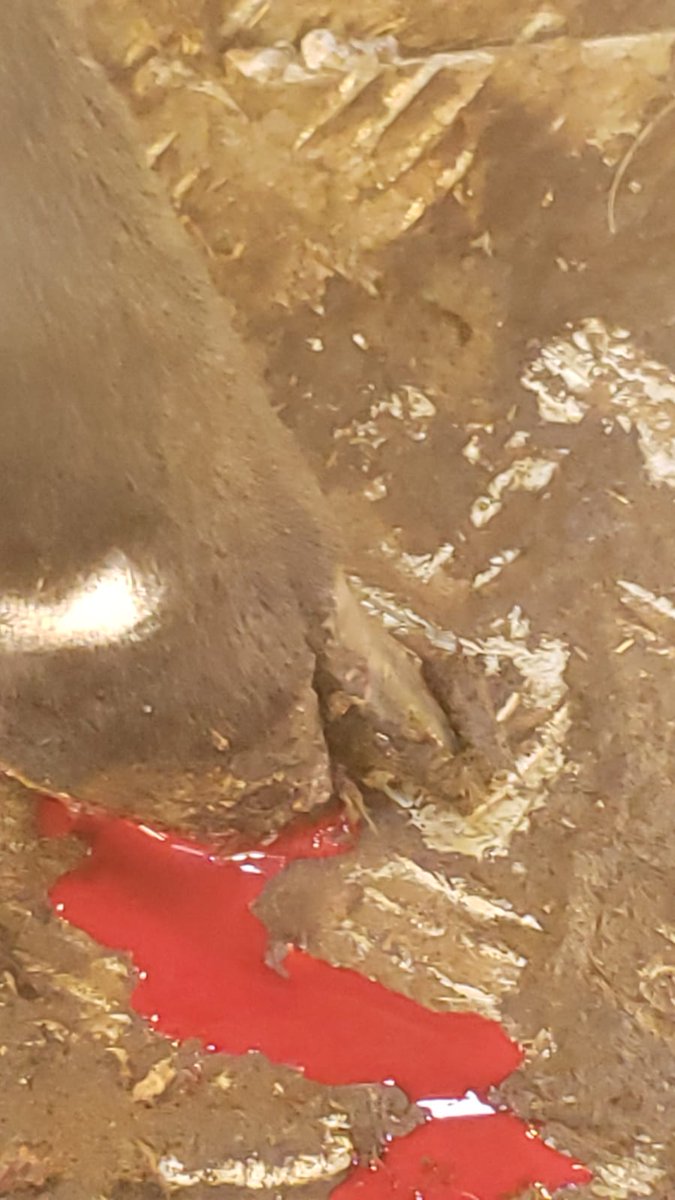 UCCLCyL's tweet photo. Nos siguen llegando imágenes devastadoras de animales heridos que han logrado sobrevivir del incendio en Ávila.  Ahora toca los primeros cuidados y esperar a que se recuperen...
Muchos otros no han corrido esta suerte y han fallecido en el devastador incendio. 
#IFNavalacruz https://t.co/JVf2BFvTue