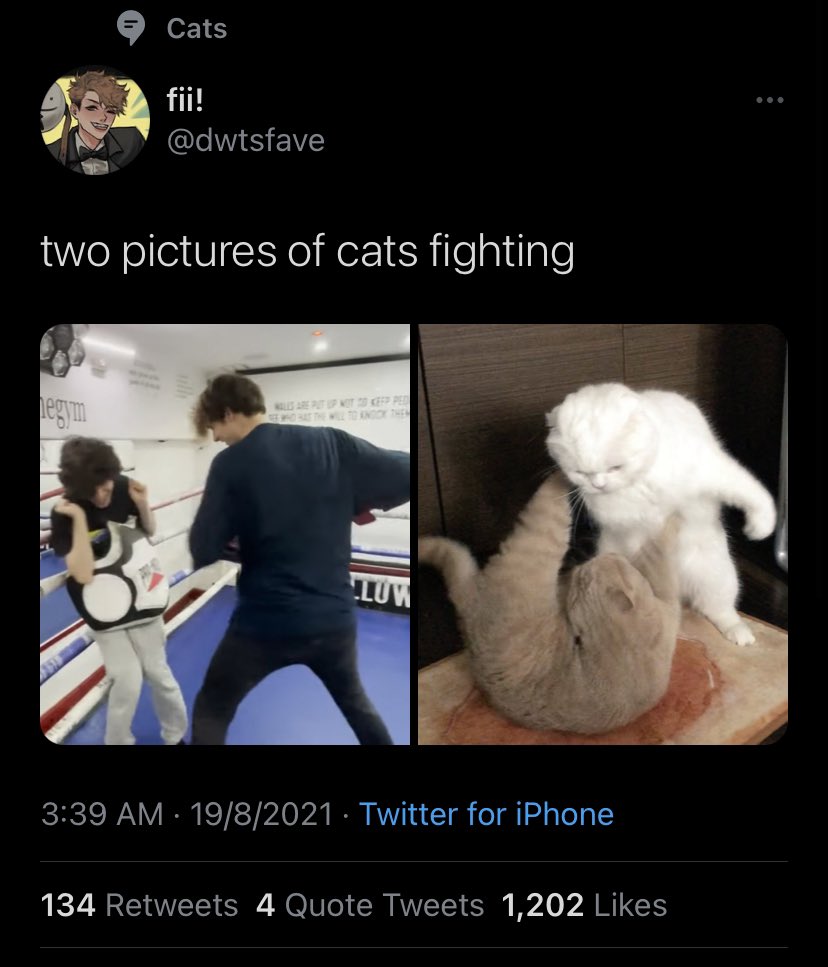 andistear's tweet photo. @dwtsfave Under the topic of cats-
I can’t say I don’t approve though https://t.co/dSXA3fmdJ5