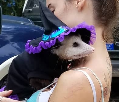 Possumeveryhour.io (@possumeveryhour) on Twitter photo 