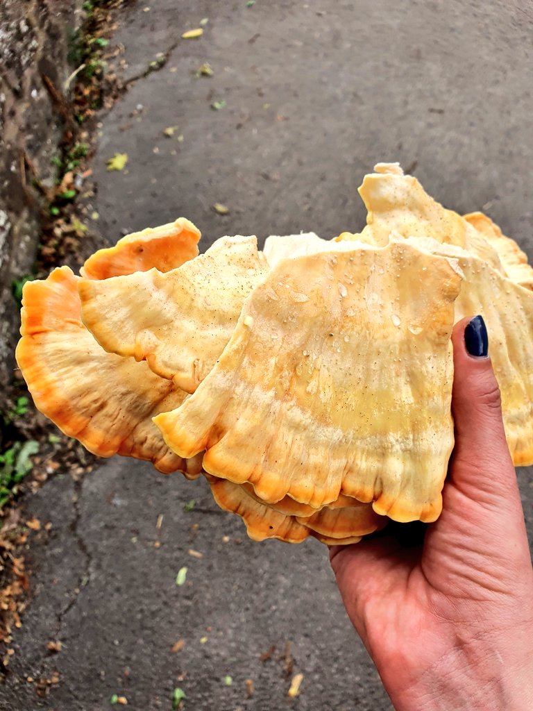 RoseLopeman's tweet photo. Picked some chicken of the woods from a tree in Herefordshire. I'll be coating and frying this later on 👌 https://t.co/1TjS3IG06A