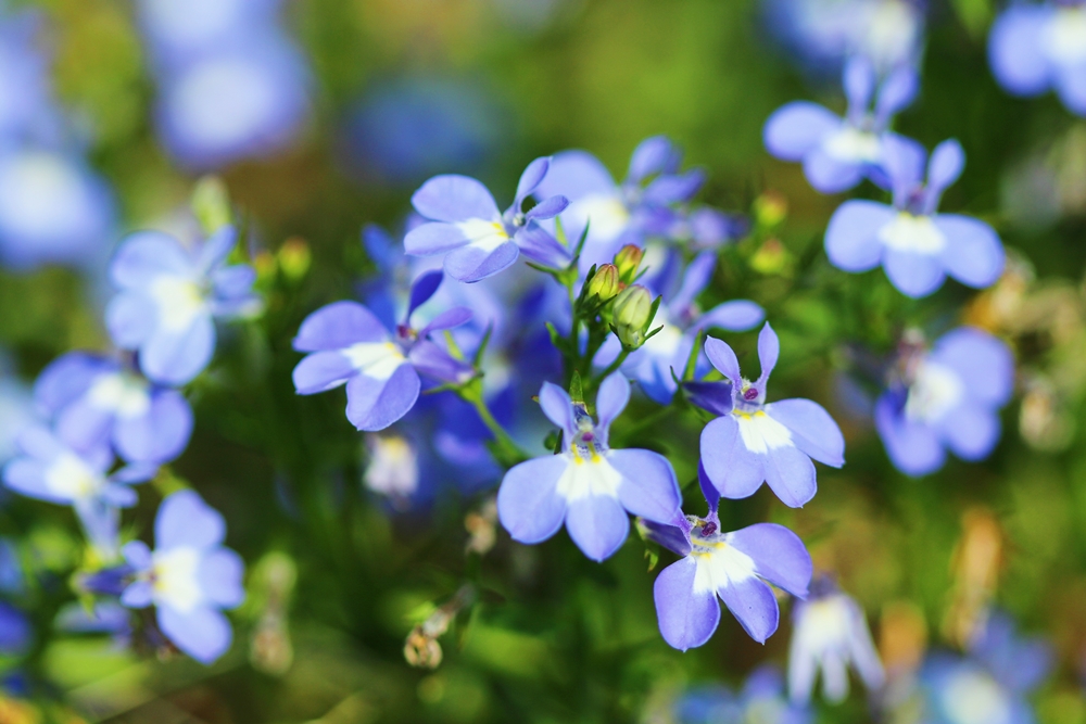 Ad 99 بحث في تويتر