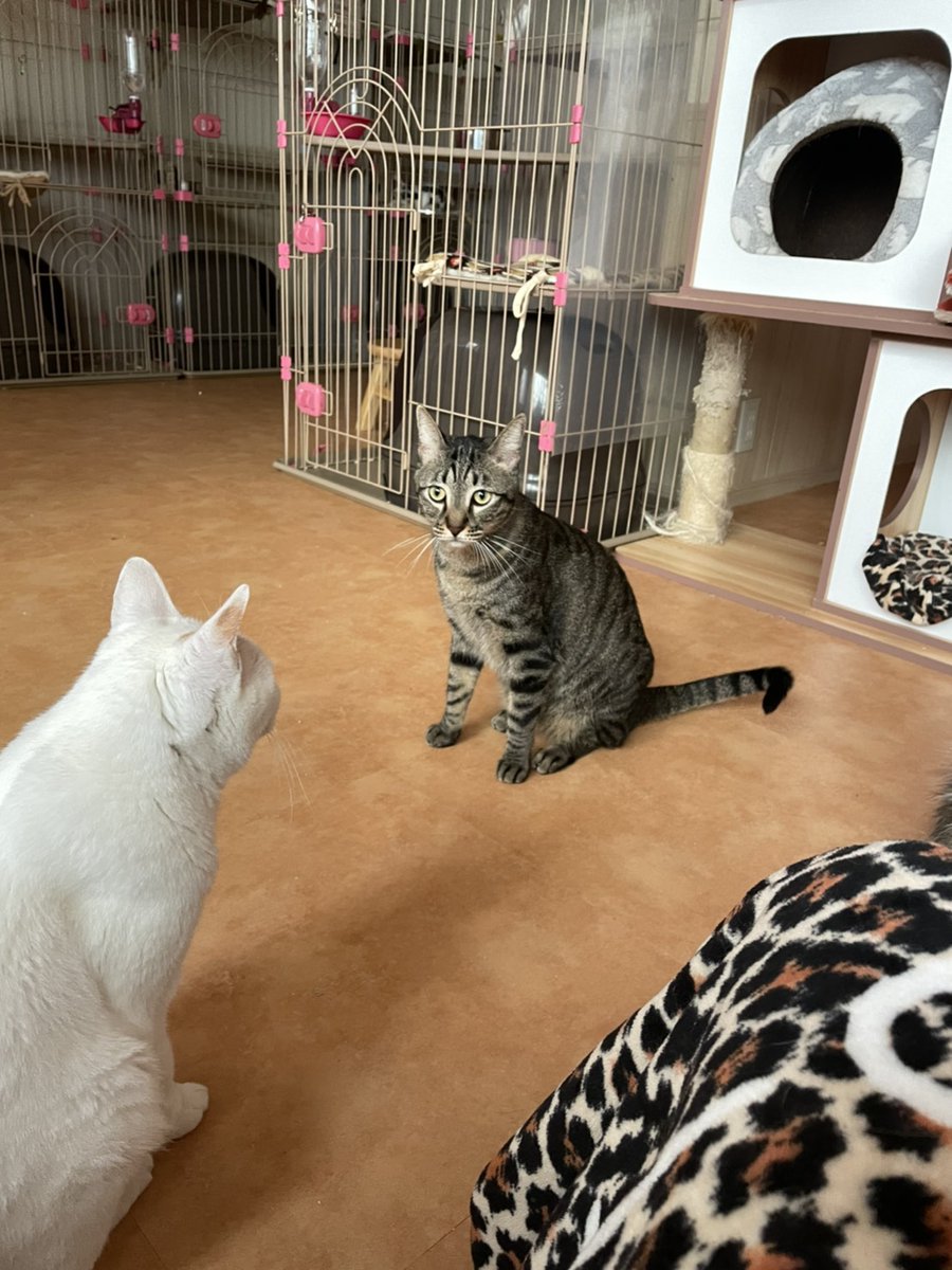 大阪難波 保護猫カフェ猫の恵庭 安定のシュー君と 結構頑張って近付いた超絶控えめなアルティメットご飯ちゃん君と 遠くから少しずつニジリ寄ってきてお膝に座りたいけど先客がいて不満げなゴクウさ君 君達は分かりやす過ぎて面白い 大阪 難波