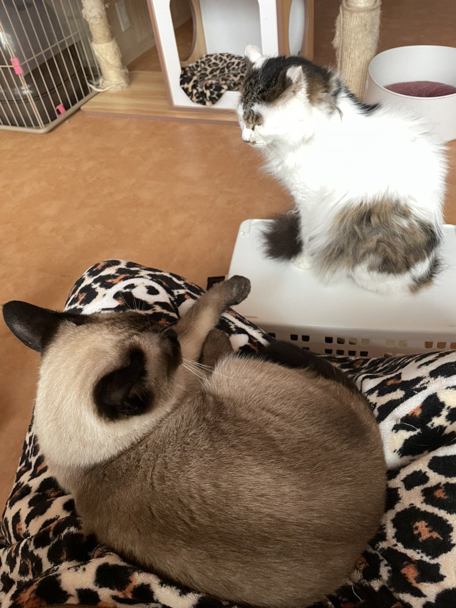 ট ইট র 大阪難波 保護猫カフェ猫の恵庭 安定のシュー君と 結構頑張って近付いた超絶控えめなアルティメットご飯ちゃん君と 遠くから少しずつニジリ寄ってきてお膝に座りたいけど先客がいて不満げなゴクウさ君 君達は分かりやす過ぎて面白い 大阪 難波