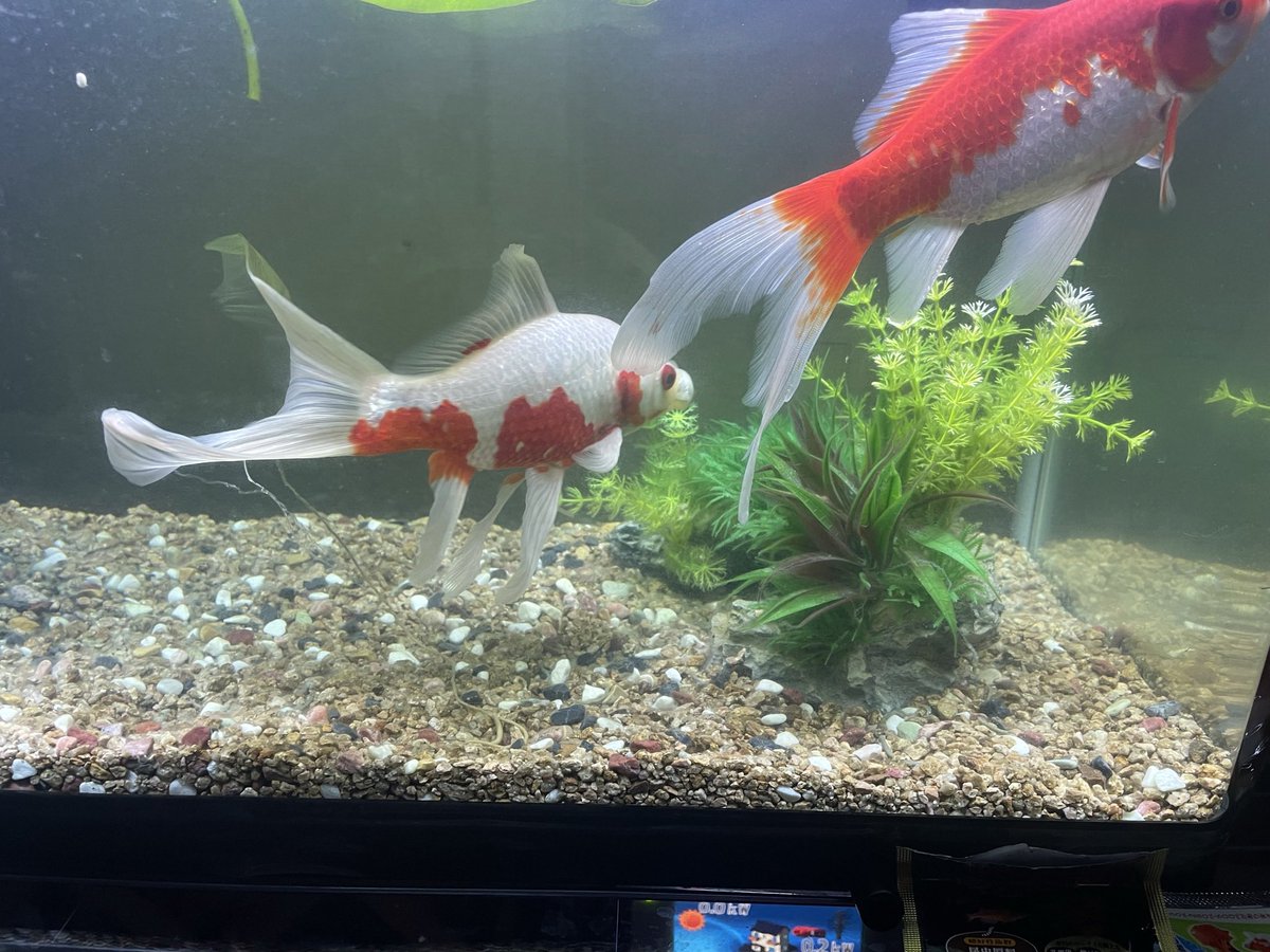 女教師吉野屋 パ 本物 V Twitter 金魚も見てると可愛く思えるんだよな 口パクパクしてて すぐでかいクソするけど