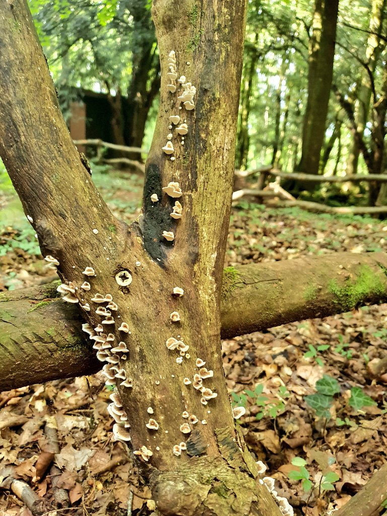 RoseLopeman's tweet photo. Was on a bit of a mushroom mission (mush mish) yesterday in the Forest of Dean..found a King Alfred's Cake! Amongst others 🍄 https://t.co/KXeZWwAvXZ