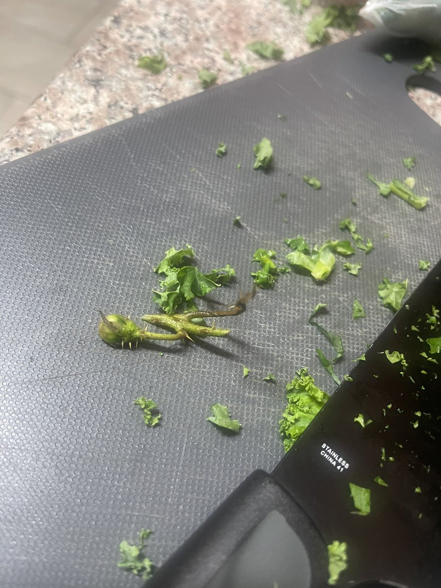 MzzJaCks0n's tweet photo. Went to #traderjoes to get my every week groceries. I tend the buy nearly the same thing. But this week I found a surprise in my bag of kale. How dangerous!! 💀 Thankfully, I go through the bag when making my salad because if I’m sautéing, I don’t. @traderjoes I need answers… https://t.co/c8qxkSJ8P6