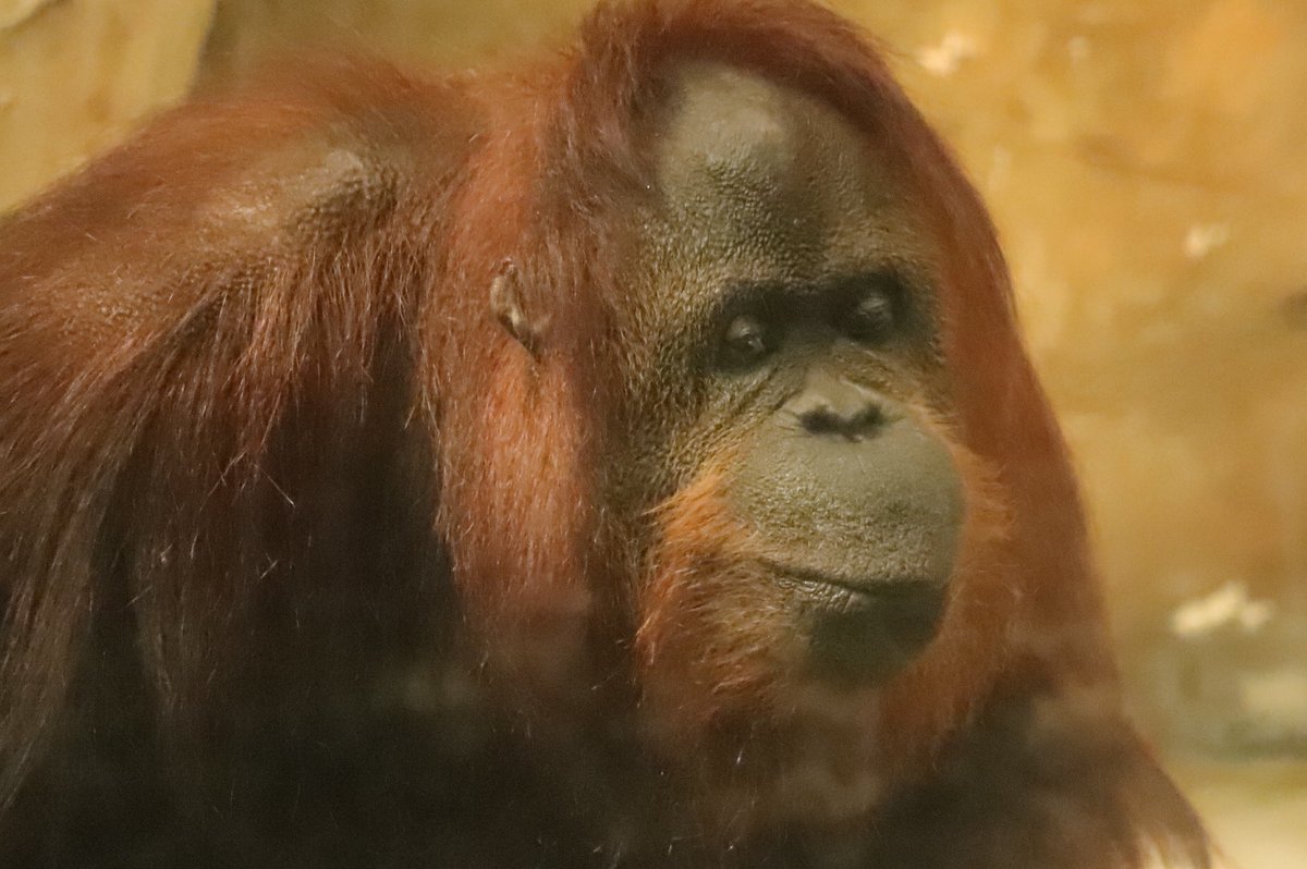 毒蛇駆除のために沼に入ったら目の前にオランウータンが来て手を差し伸べてきた これは断れない 握力すごくなかった 2ページ目 Togetter