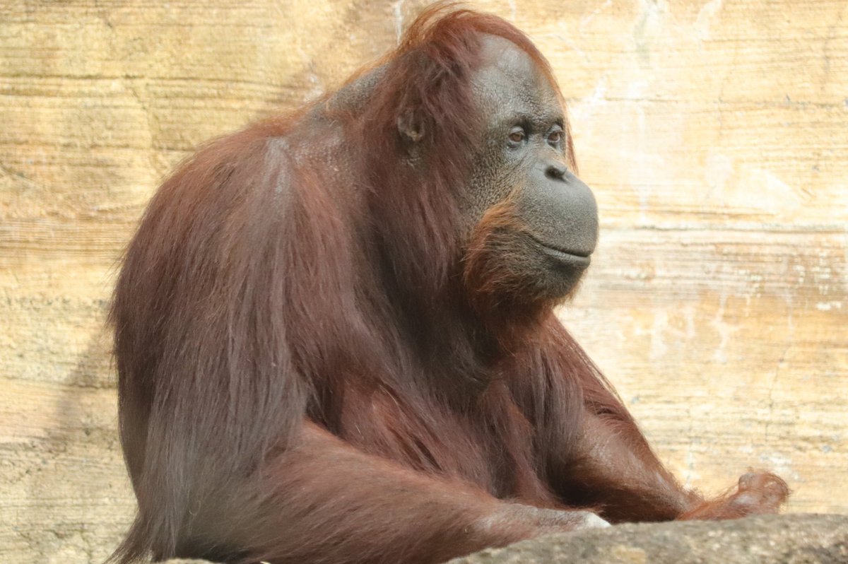 毒蛇駆除のために沼に入ったら目の前にオランウータンが来て手を差し伸べてきた これは断れない 握力すごくなかった 2ページ目 Togetter