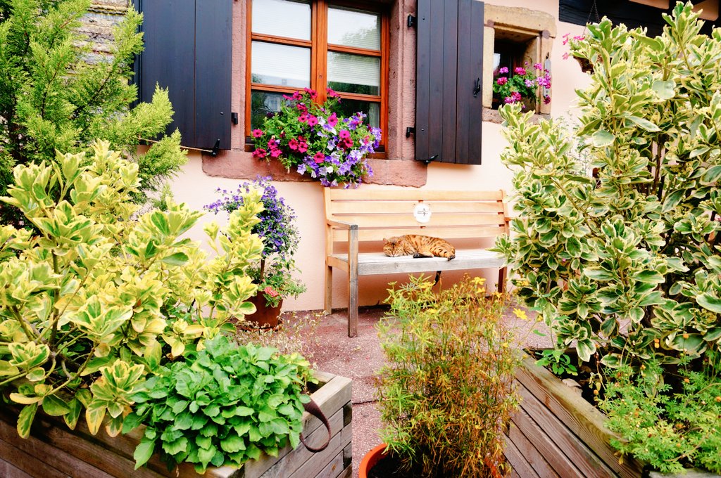 ぺこ V Twitter 今日もお疲れ様でした おうち旅行 フランス コルマール かわいい猫ちゃん発見 寝たふりしてるけど バレてるのが可愛い 海外旅行 猫好き フランス旅行 旅行好きな人と繋がりたい