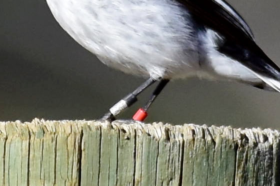 Bio·R Australia tweet media