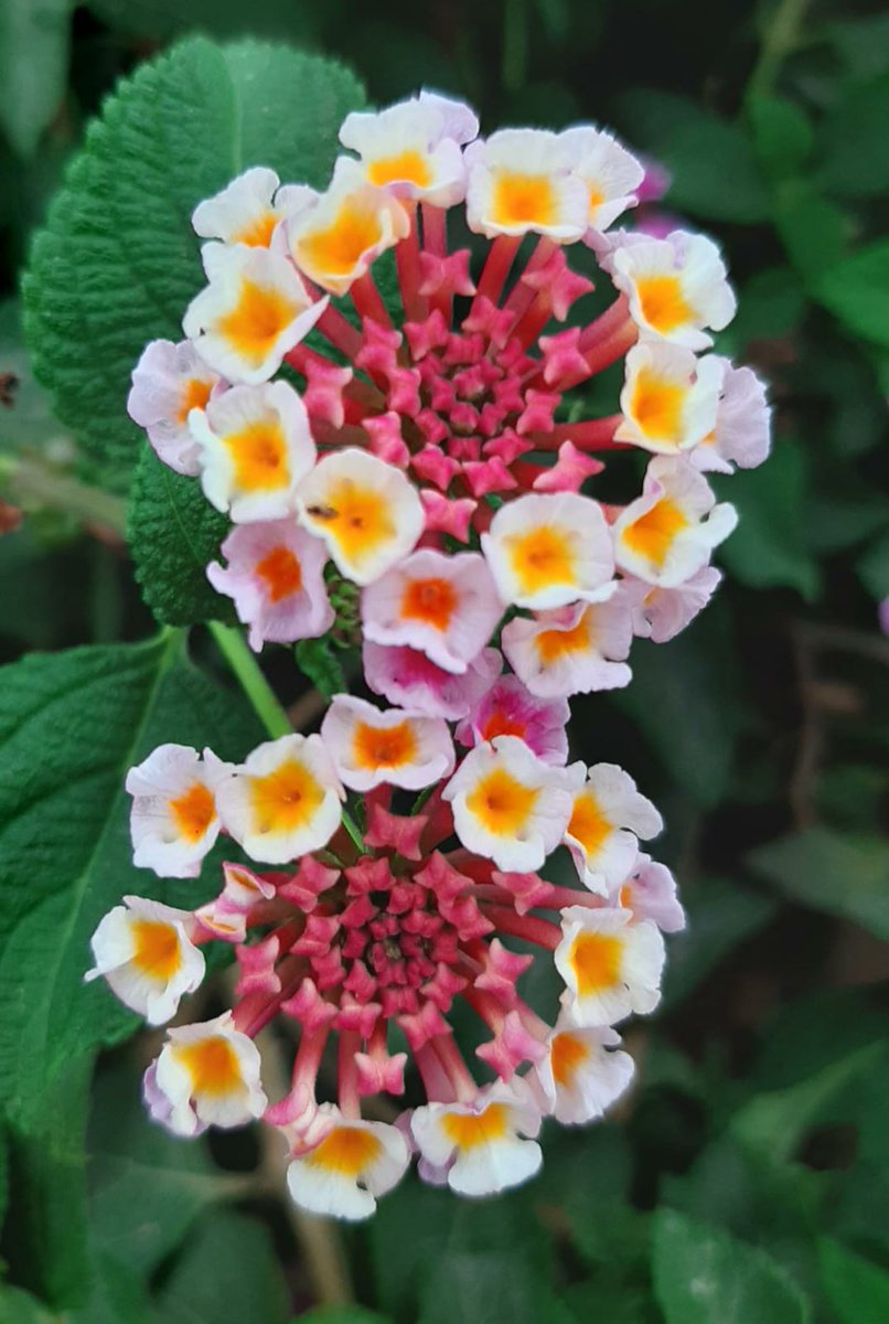 Nos sorprenderán
las flores del corazón
aún cerradas.
#ComandoFlorezo
#ComandoLuzHero
#BuenoooooosDíííííaaaaaas