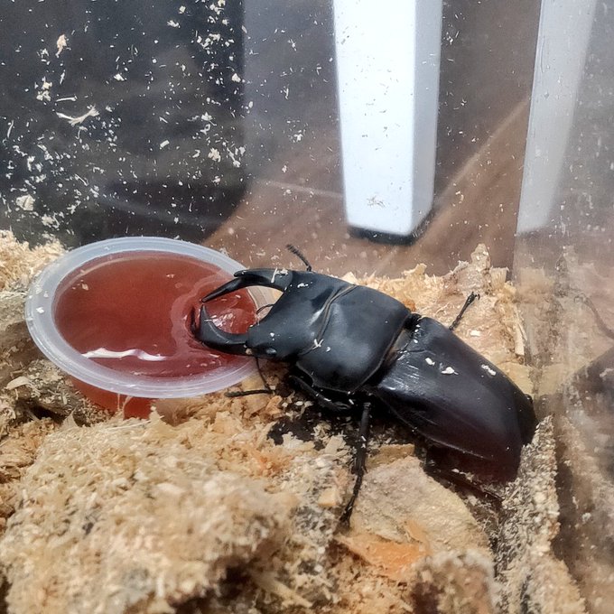 うちの子が可愛い 