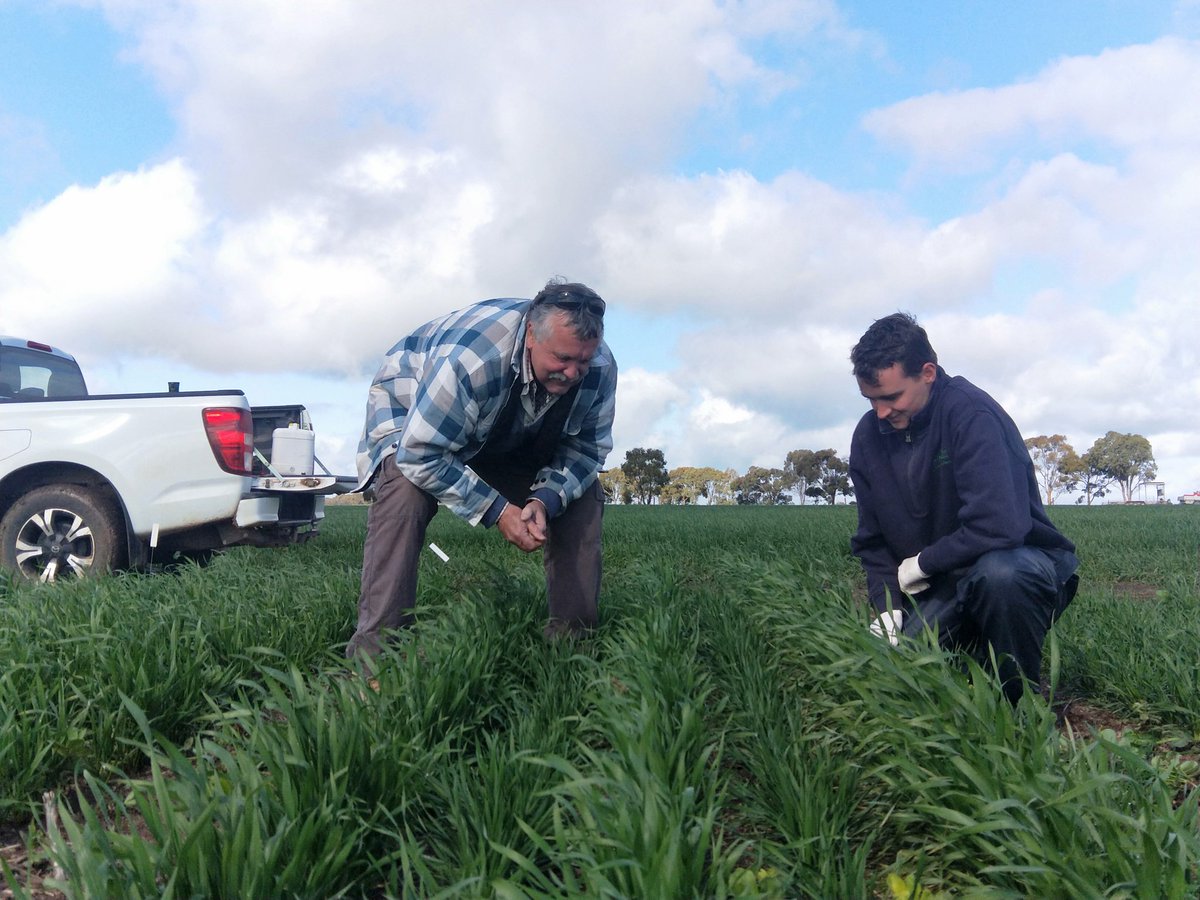 MidNorthHRZ's tweet photo. Mick &amp; Ben inspect the fast spring v slow winter intercropping trial
See this &amp; more #MNHRZWinterWalk 
Fri 20 Aug Site1 9am #FarrellFlatFrostLearningCtr
All welcome
Site2 3pm @ Giles Corner
Deets https://t.co/IvnumdJuyo
@GRDCSouth @SAGrainTrust https://t.co/2WyToZBx0d
