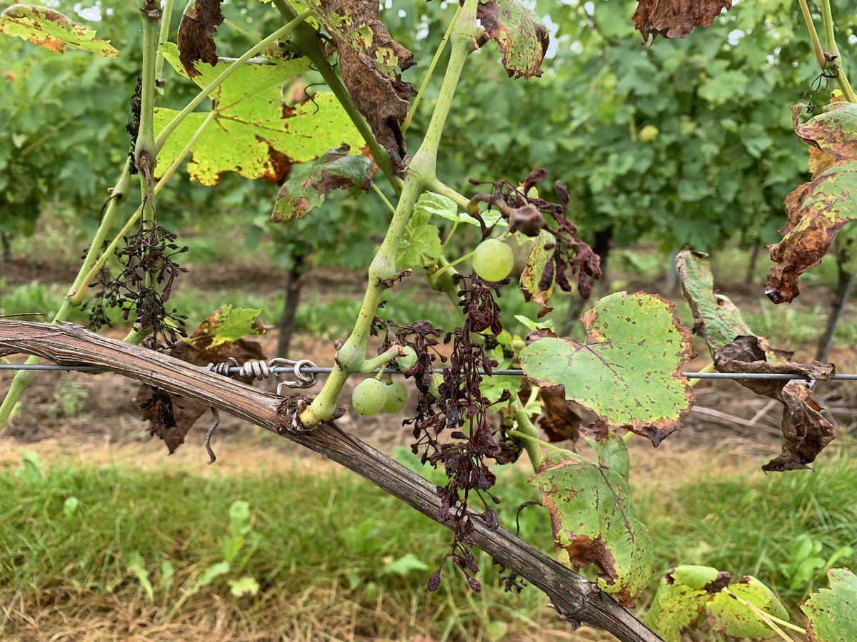 Darum heißt es Pflanzenschutz und nicht Ackergift 😉